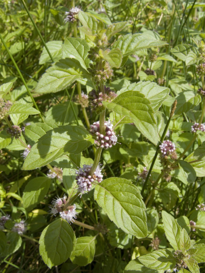 Image of Mentha arvensis specimen.