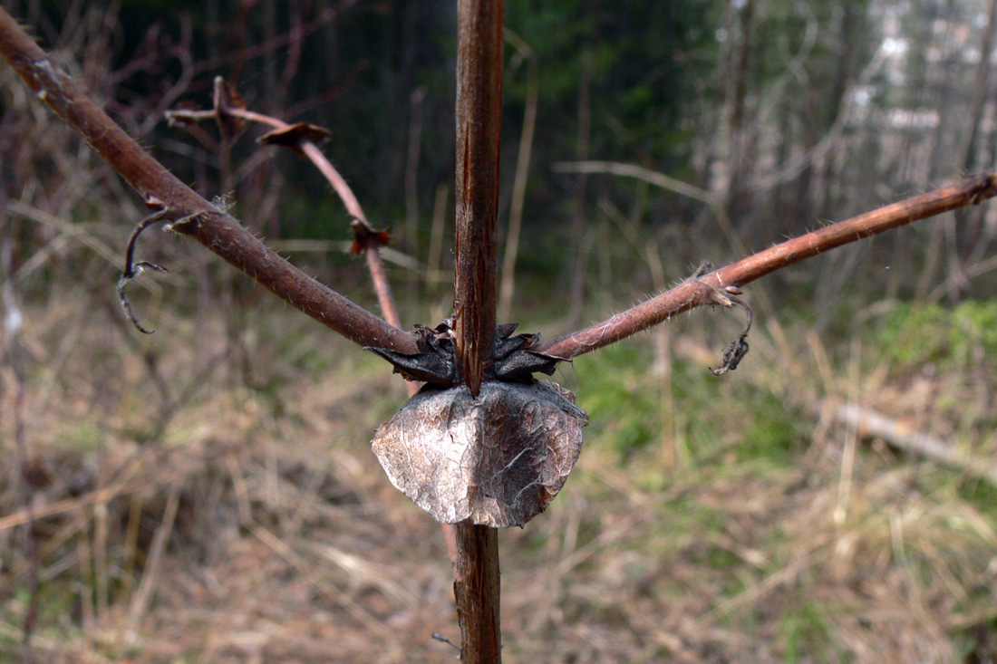 Image of Lonicera &times; subarctica specimen.