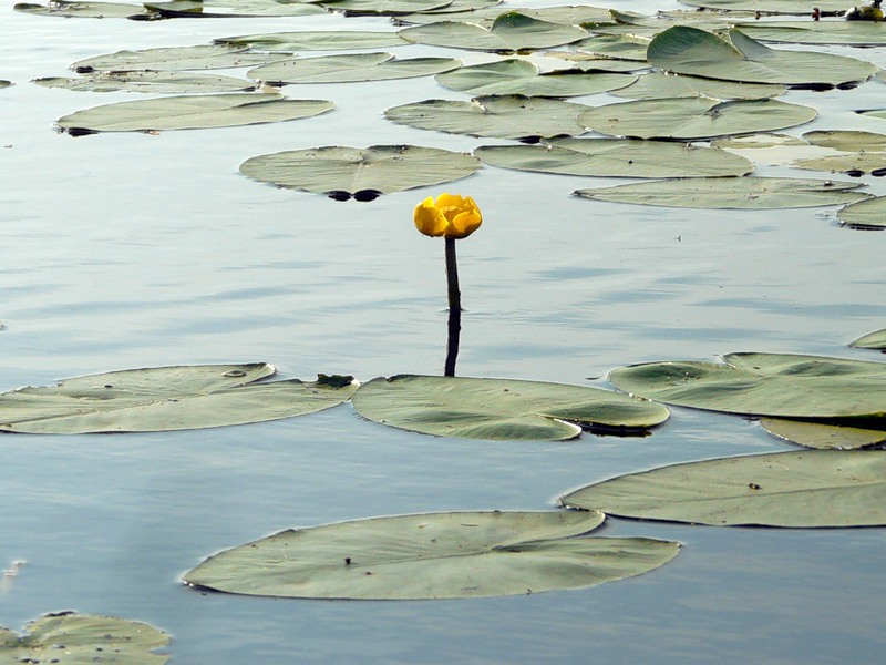 Image of Nuphar lutea specimen.