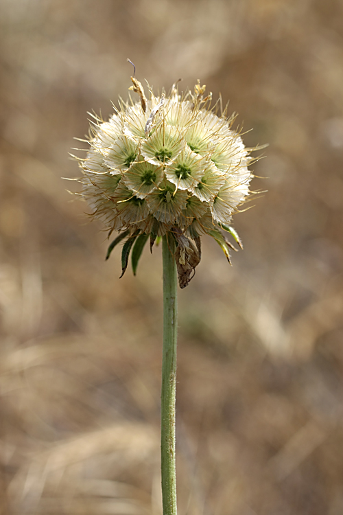 Image of Lomelosia songarica specimen.