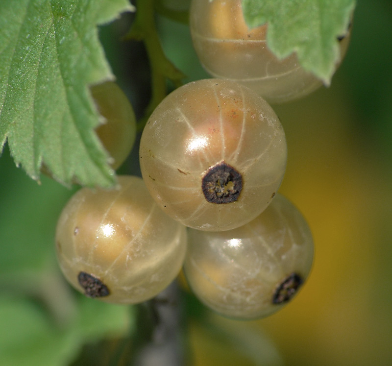 Image of Ribes rubrum specimen.