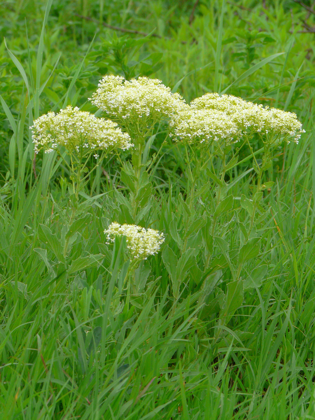 Image of Cardaria draba specimen.