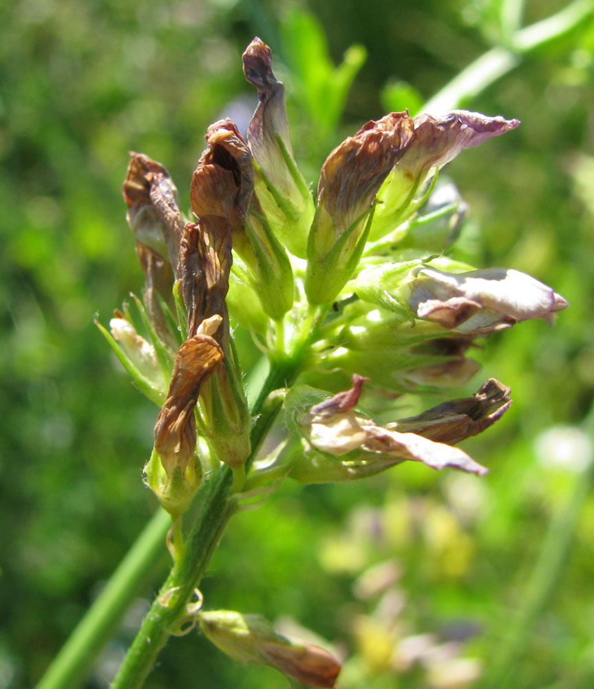 Изображение особи Medicago &times; varia.