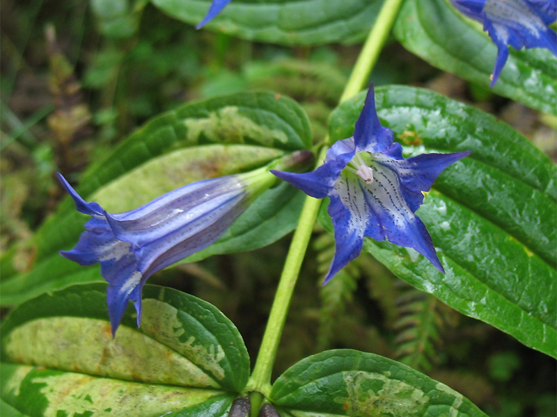 Image of Gentiana asclepiadea specimen.