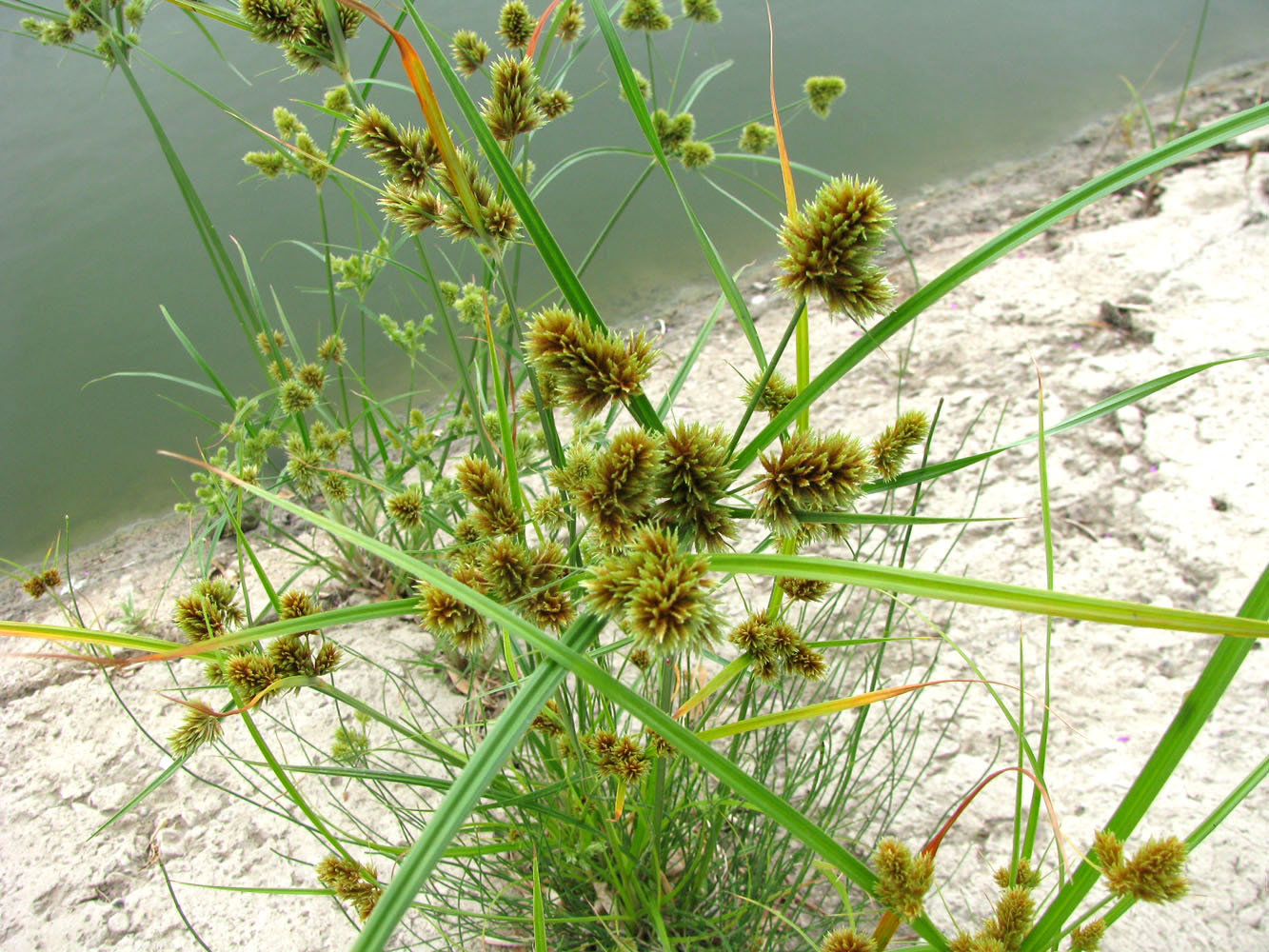 Изображение особи Cyperus glomeratus.