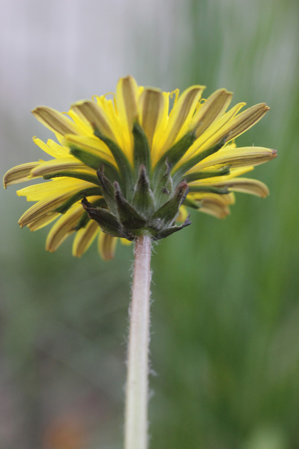 Изображение особи Taraxacum juzepczukii.