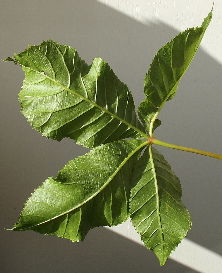 Image of Aesculus &times; carnea specimen.