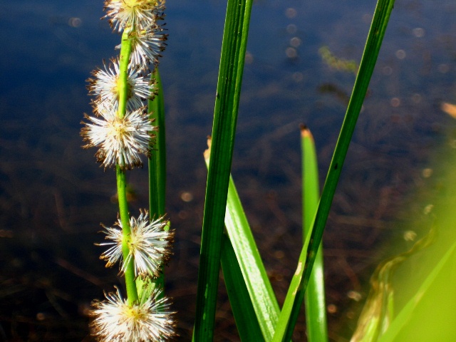 Image of Sparganium emersum specimen.