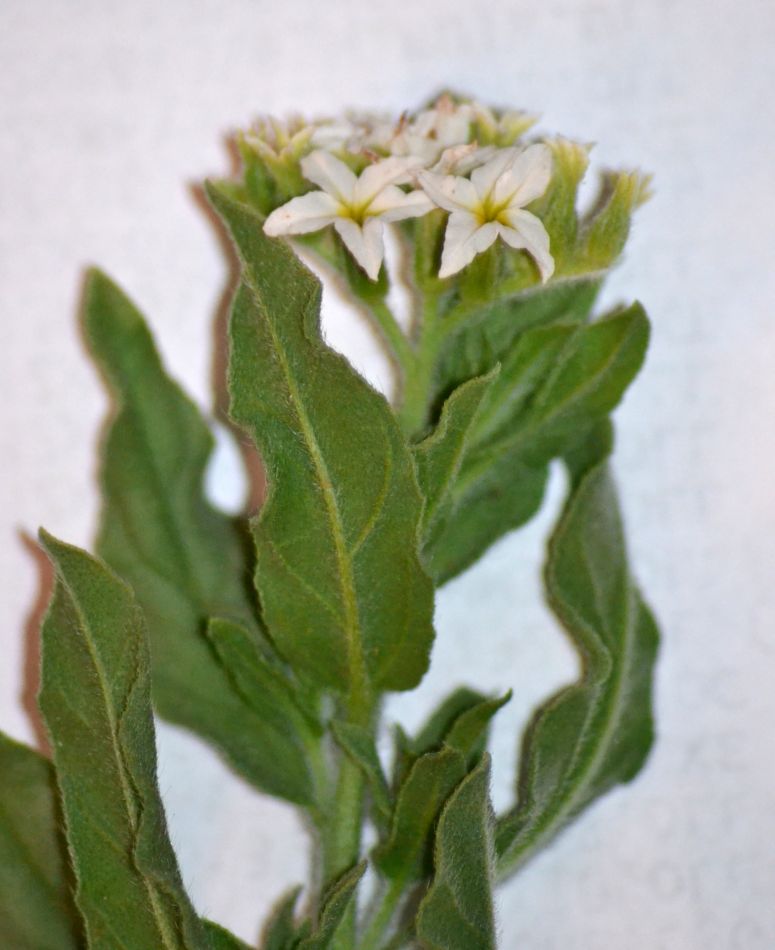 Image of Argusia sibirica specimen.