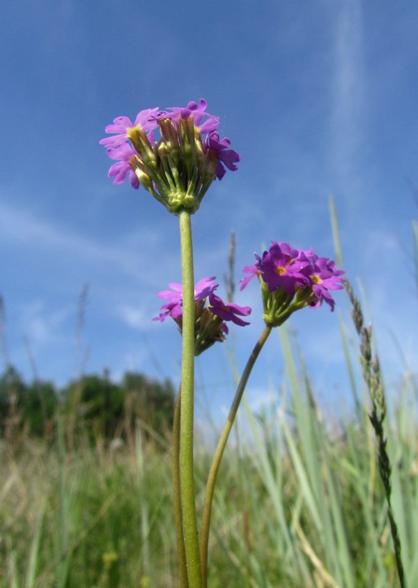 Изображение особи Primula longiscapa.