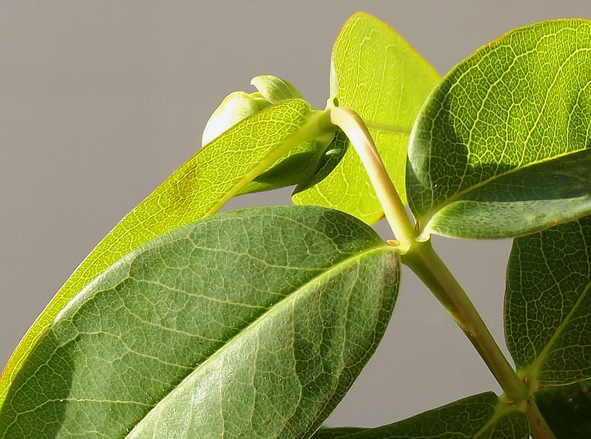 Image of Hypericum calycinum specimen.