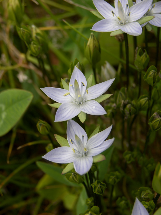 Image of Lomatogonium carinthiacum specimen.