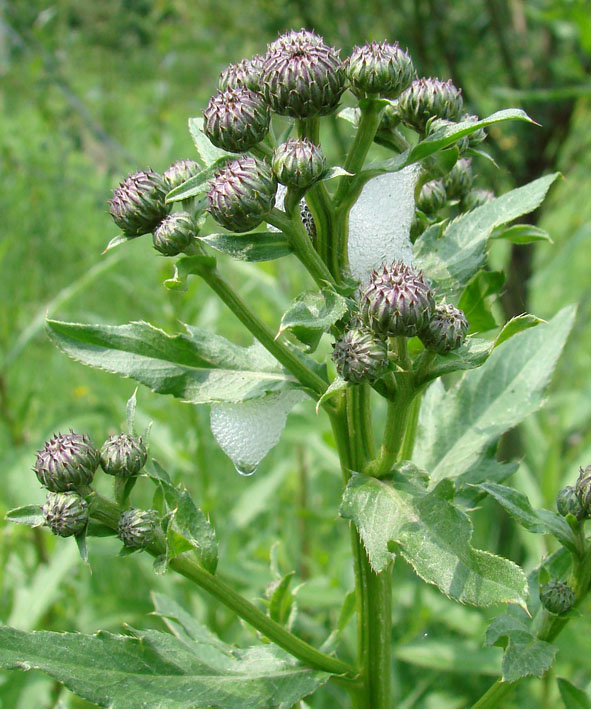 Изображение особи Cirsium setosum.