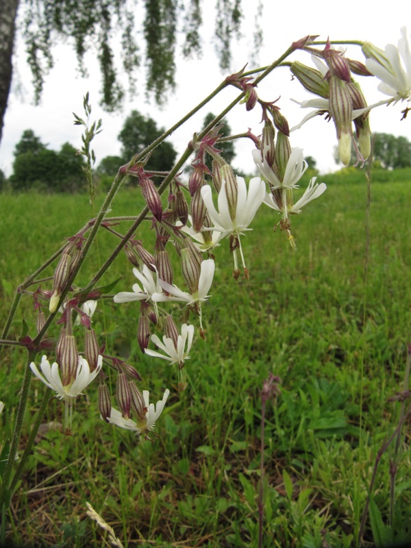 Image of Silene nutans specimen.