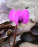 Cyclamen coum