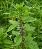 Mentha × verticillata. Верхушка стебля с соцветиями. Курская обл., Железногорский р-н, пос. Каменец, дачи Жуковец. 28 июля 2006 г.