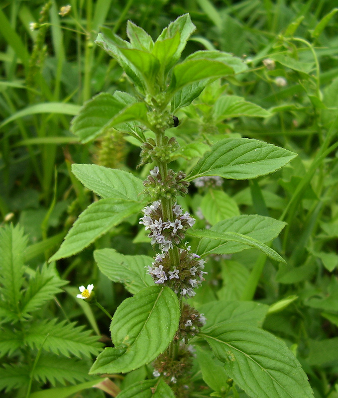 Image of Mentha &times; verticillata specimen.