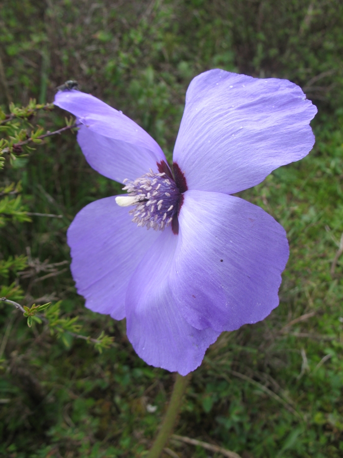 Image of Meconopsis sinomaculata specimen.