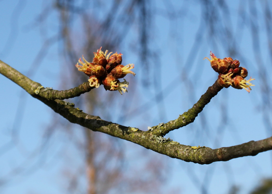 Image of Acer saccharinum specimen.