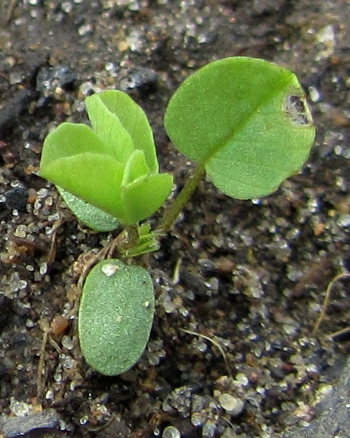 Image of Trifolium spadiceum specimen.