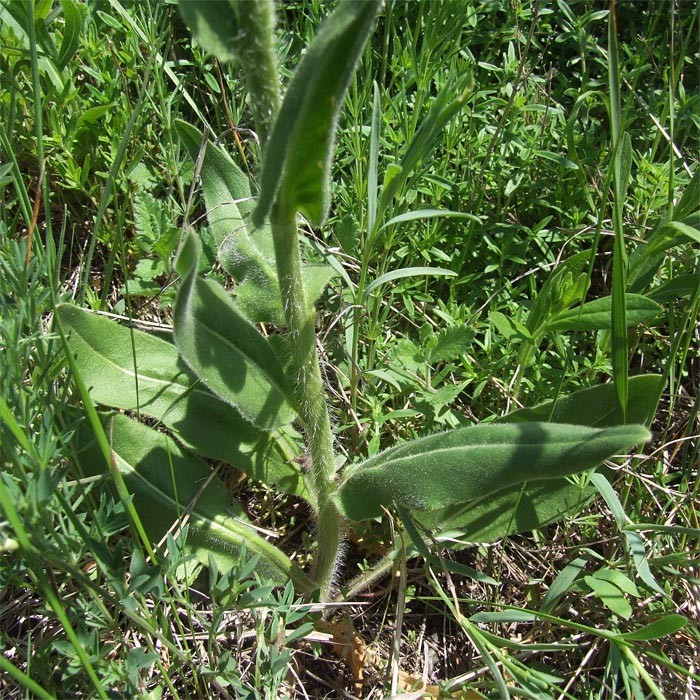 Image of Hesperis tristis specimen.