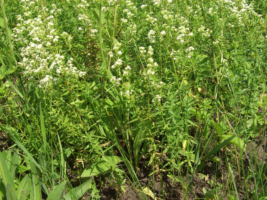 Изображение особи Galium boreale.