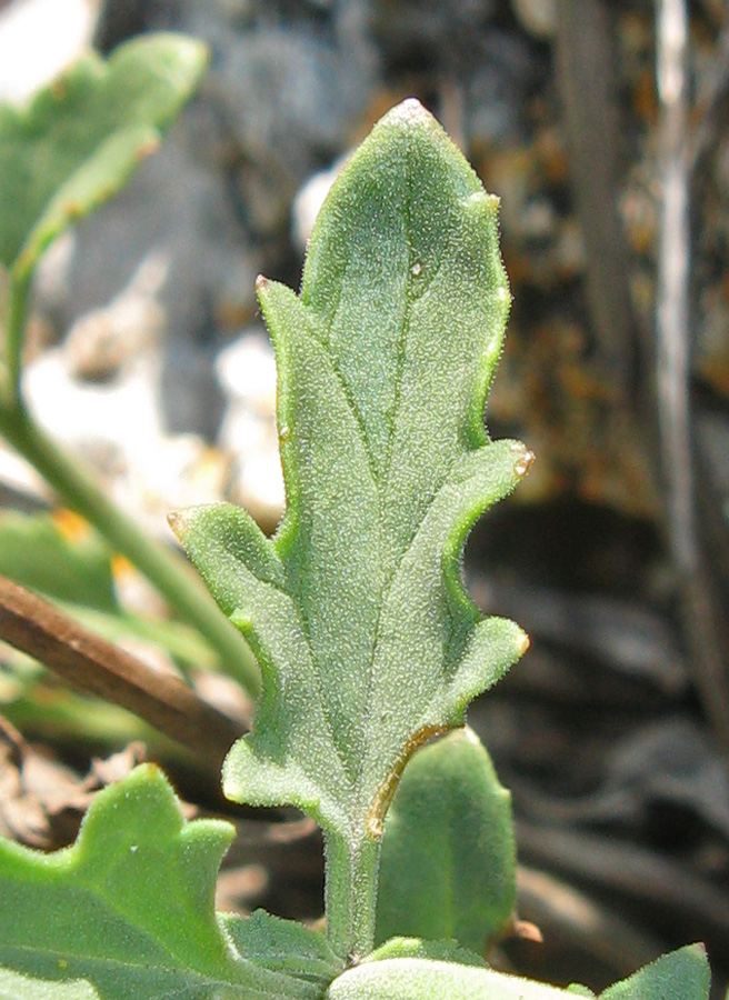 Image of Scrophularia rupestris specimen.