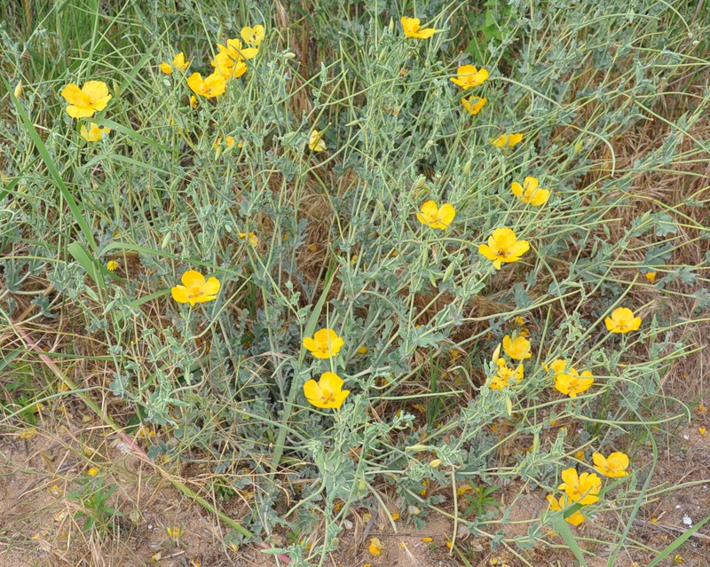 Image of Glaucium flavum specimen.