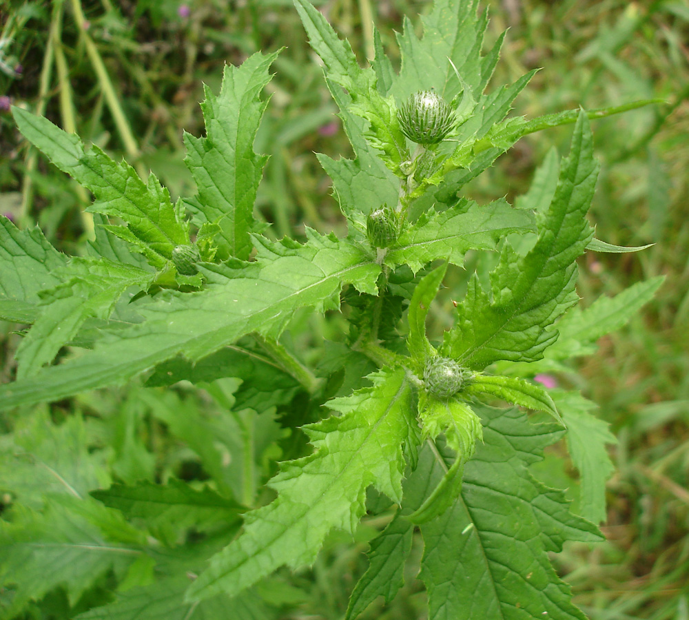 Image of Carduus crispus specimen.