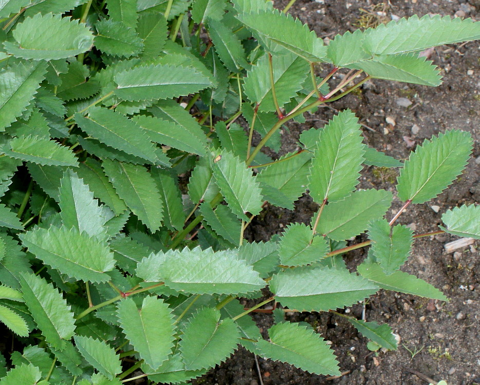 Изображение особи Sanguisorba canadensis.