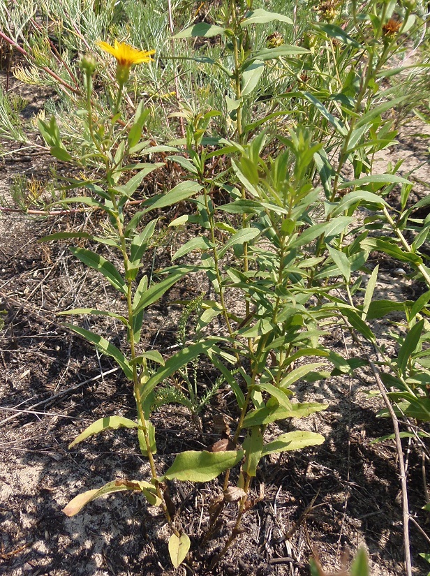 Image of Inula salicina specimen.