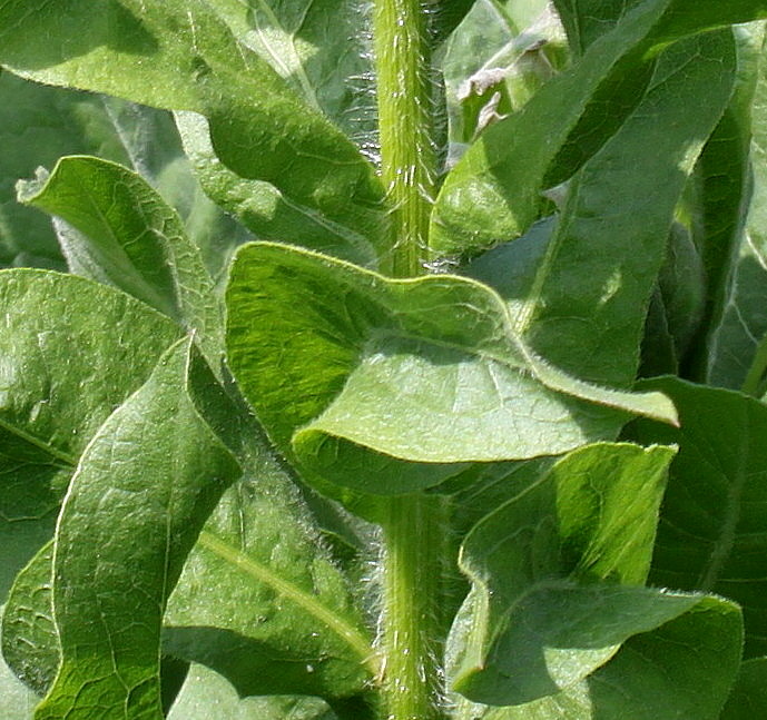 Image of Grossheimia macrocephala specimen.