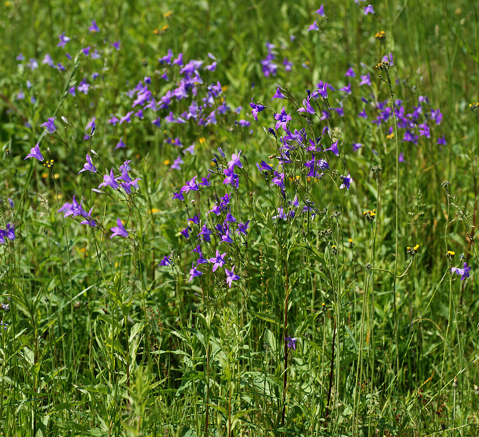 Изображение особи Campanula patula.