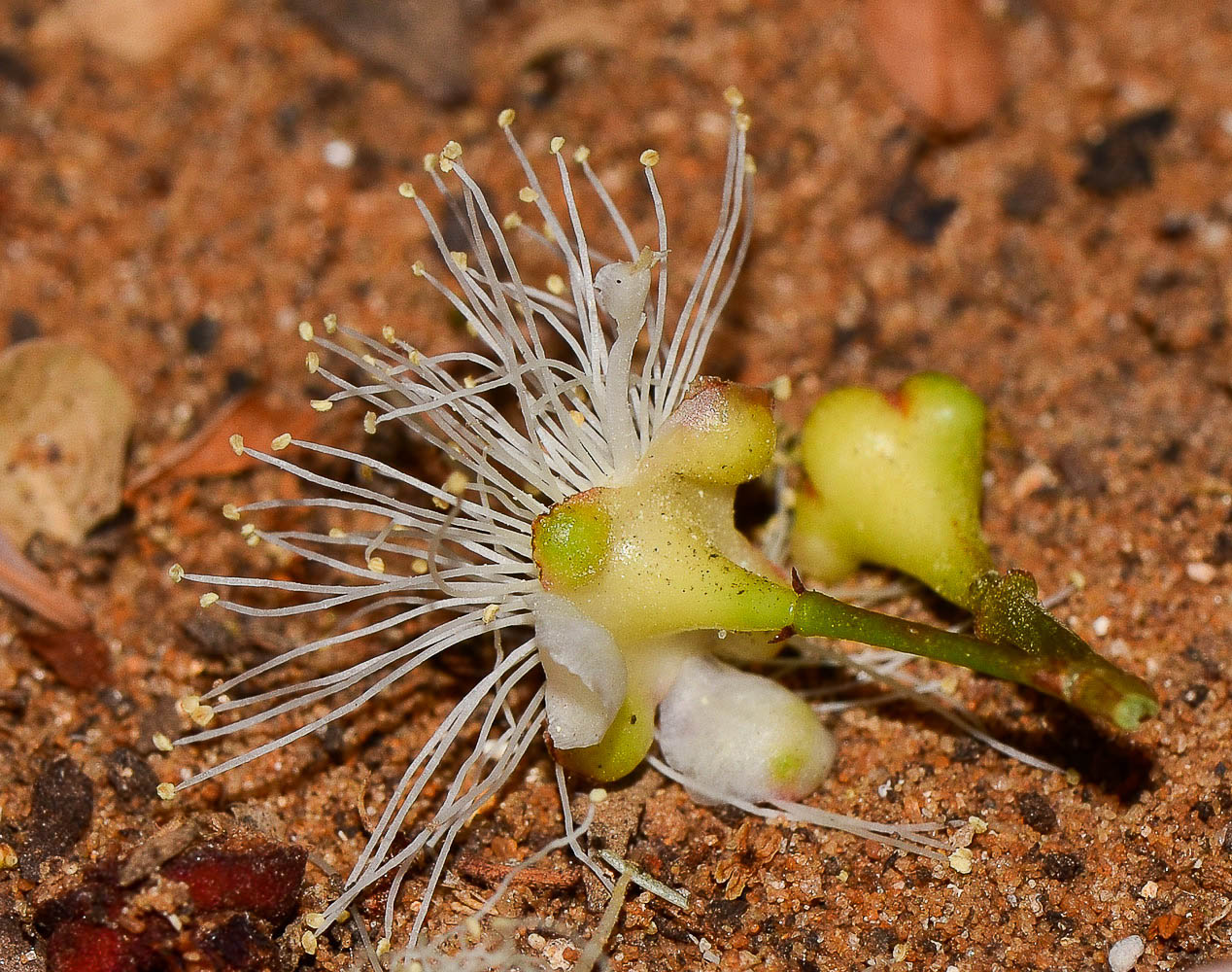 Image of Syzygium australe specimen.