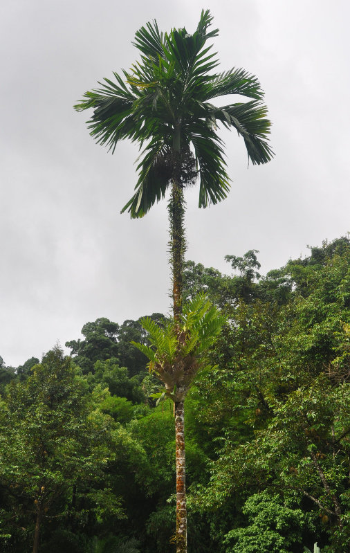 Изображение особи Areca catechu.