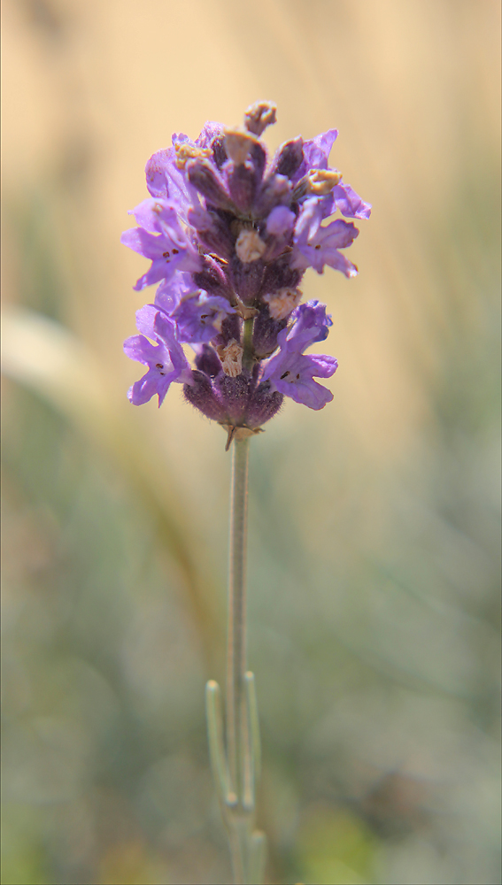 Image of Lavandula angustifolia specimen.