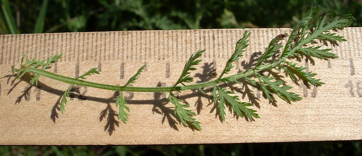 Image of Achillea nobilis specimen.