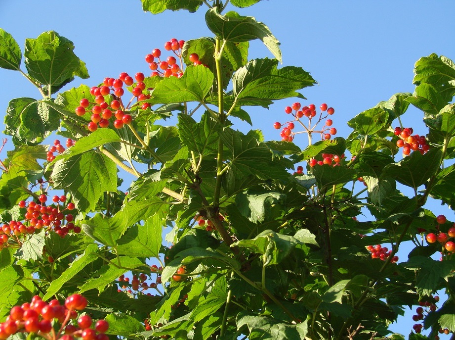 Изображение особи Viburnum opulus.