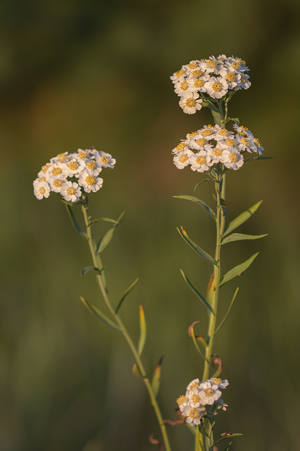 Image of Achillea cartilaginea specimen.