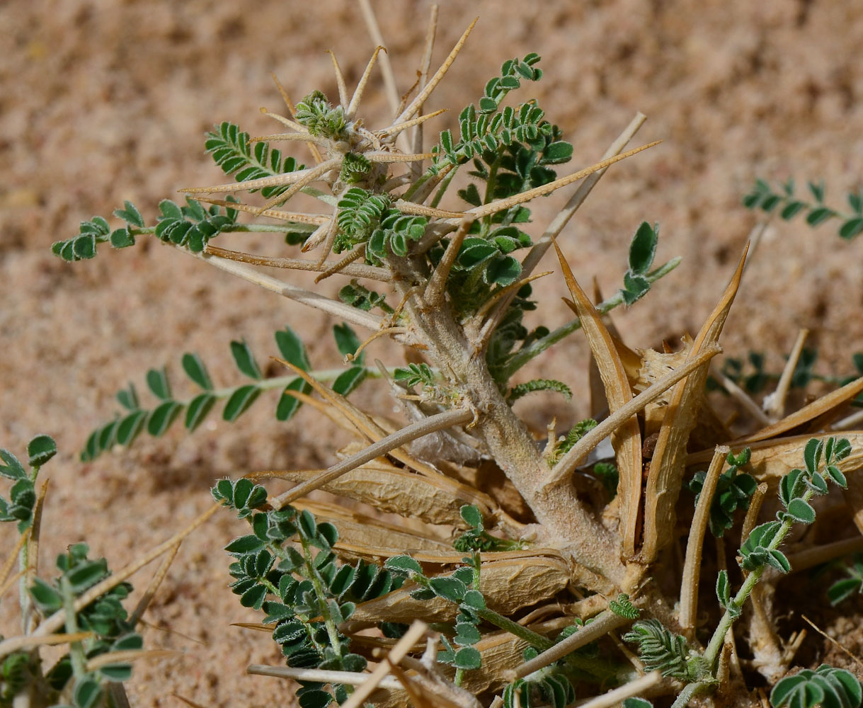 Изображение особи Astragalus sieberi.