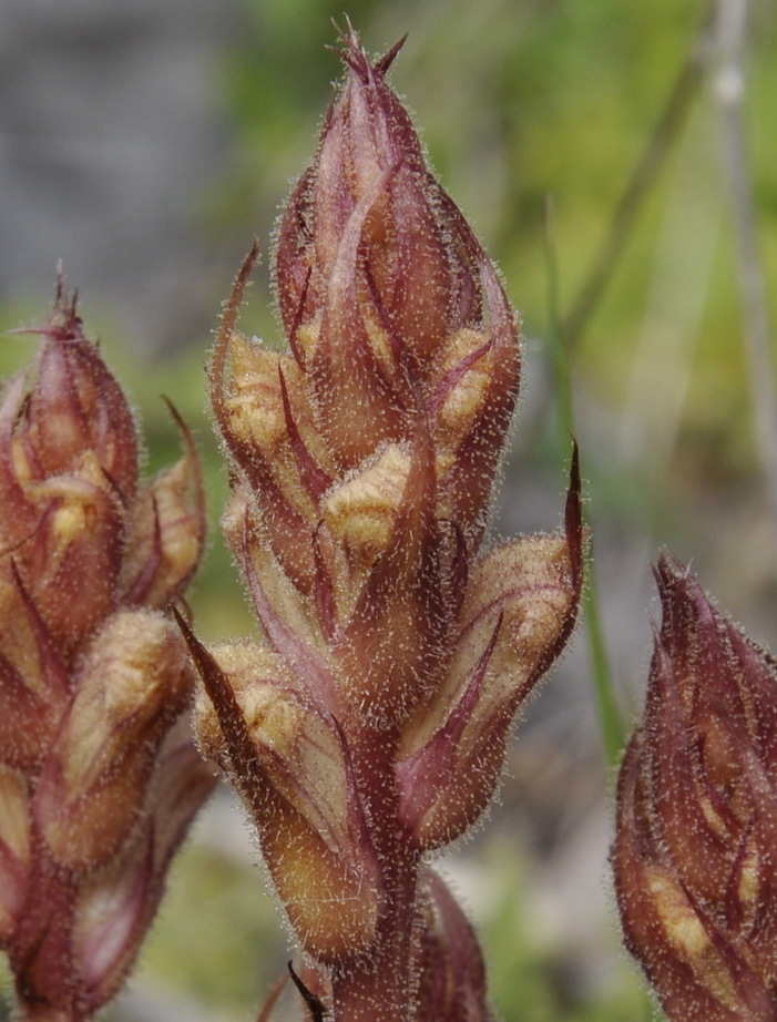 Image of Orobanche alba specimen.