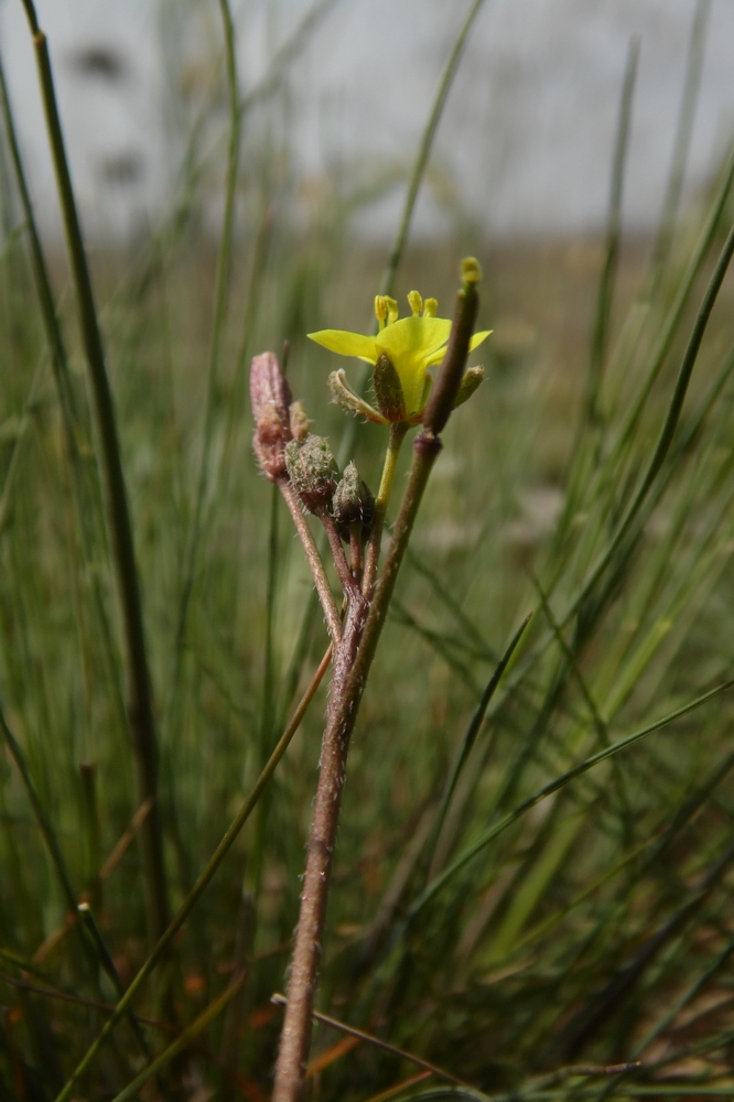 Image of Diplotaxis muralis specimen.