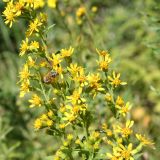 Solidago virgaurea