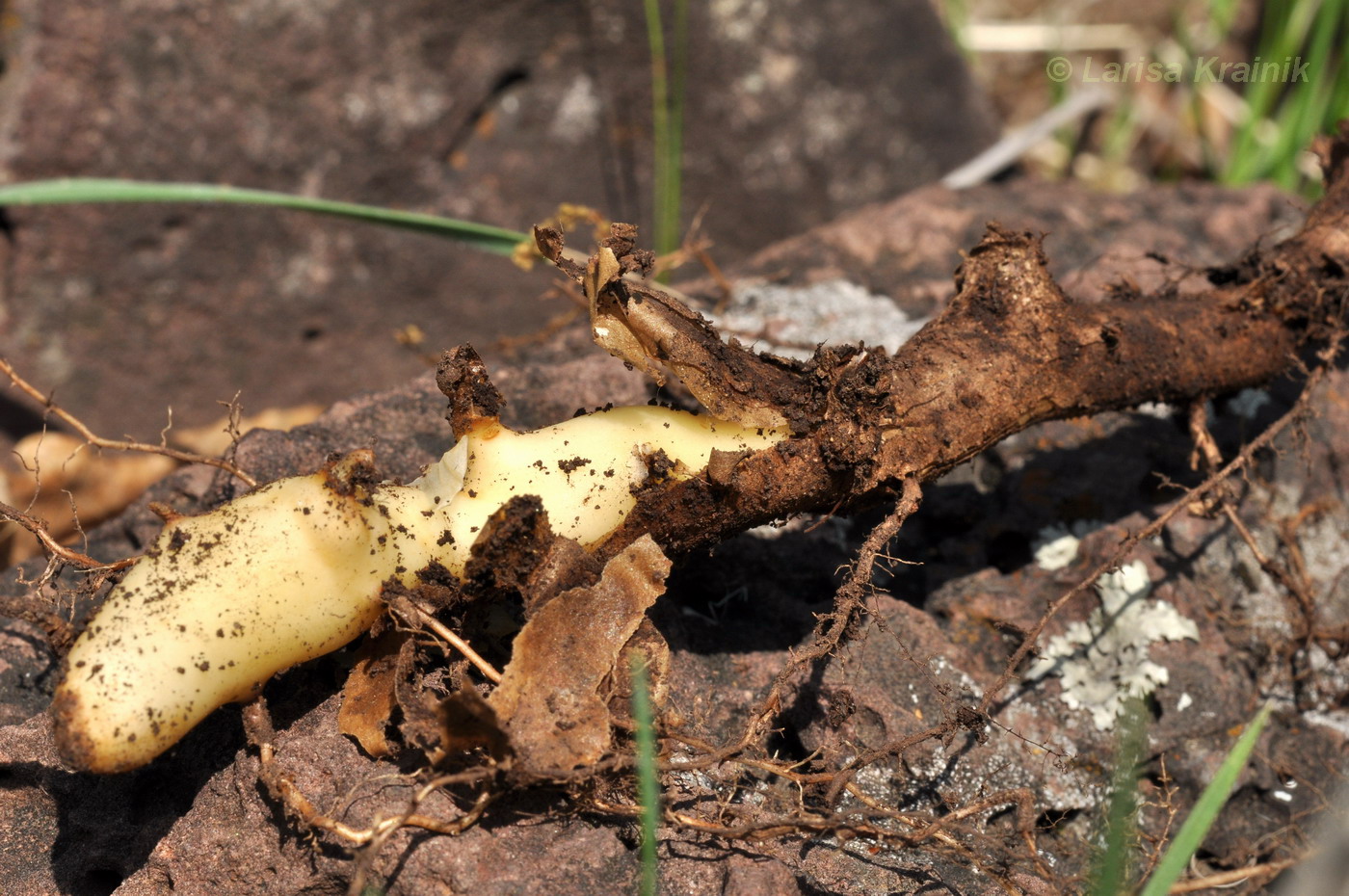 Image of Dioscorea nipponica specimen.