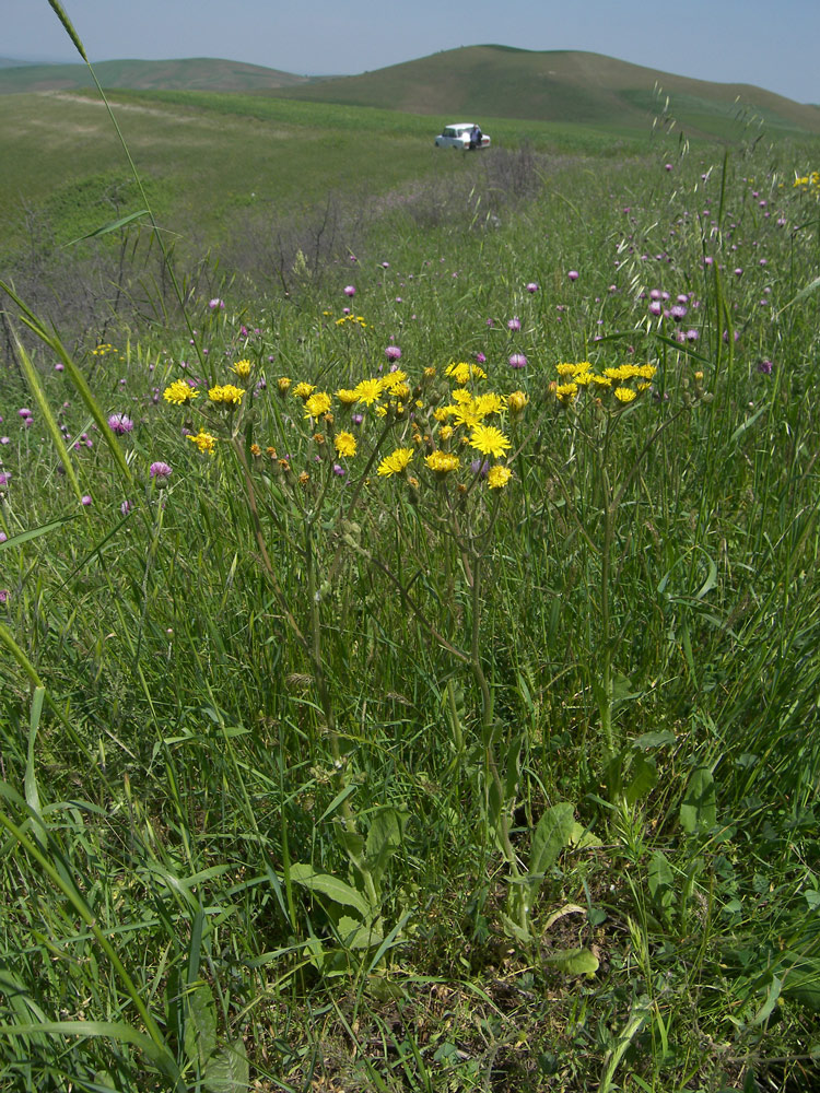 Image of Crepis marschallii specimen.