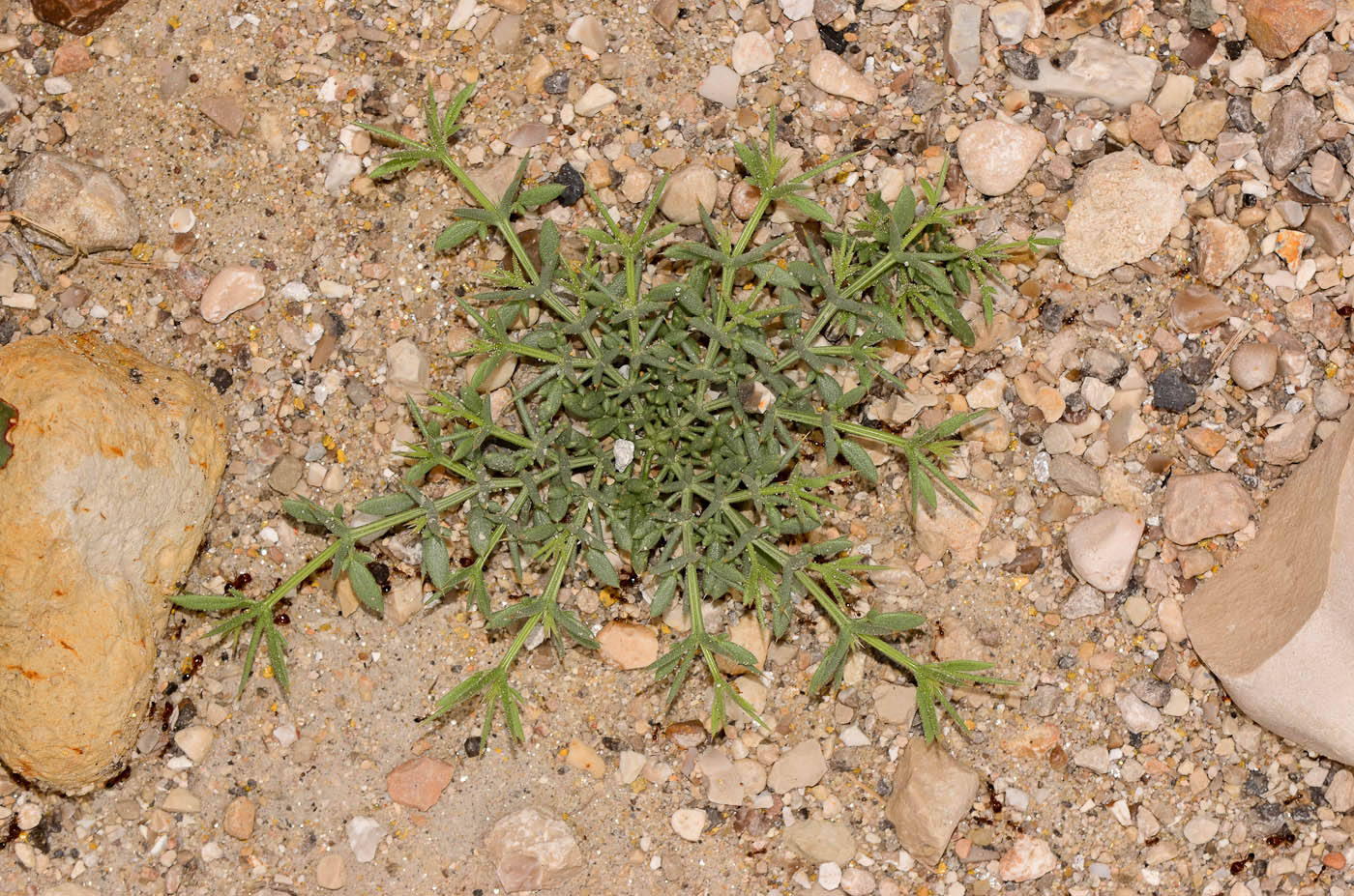 Image of Fagonia bruguieri specimen.