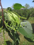 Tilia begoniifolia. Часть ветви с бутонизирующими соцветиями. Крым, Севастополь, ур. Максимова дача. 09.06.2014.