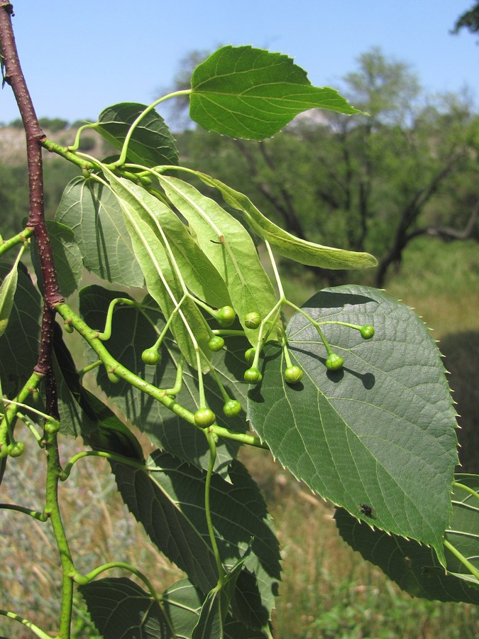 Image of Tilia begoniifolia specimen.