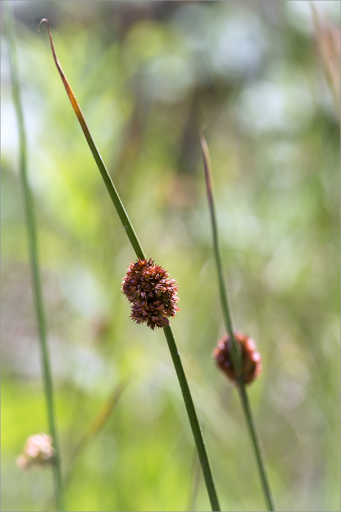 Image of Juncus conglomeratus specimen.