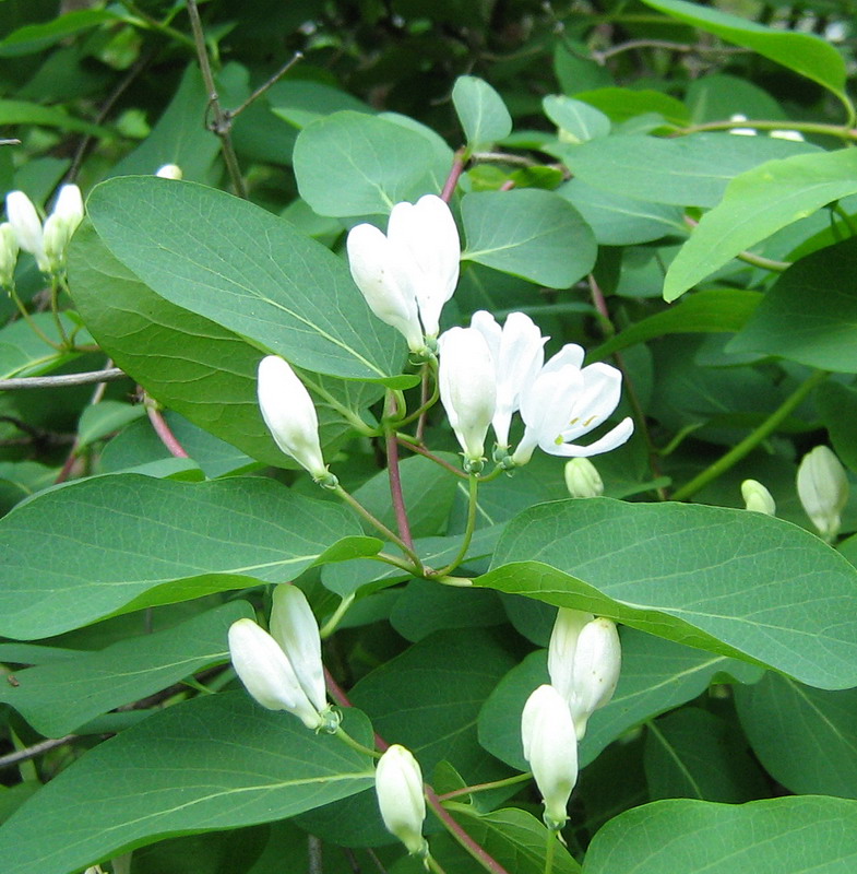 Image of Lonicera tatarica specimen.